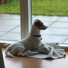 Jack russell terrier Buller