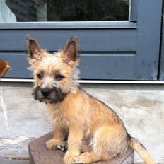 Cairn terrier Charlie