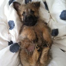 Cairn terrier Charlie