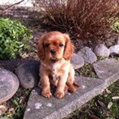 Cavalier king charles spaniel Luna