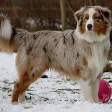 Australian shepherd Godrumsgårds Moluk  (Balou)