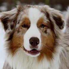 Australian shepherd Godrumsgårds Moluk  (Balou)