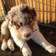 Australian shepherd DeeNovo amazing heart of endurance 