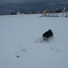 Alaskan malamute Malik
