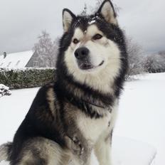 Alaskan malamute Malik