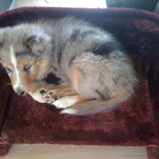 Shetland sheepdog Ziva