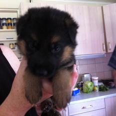 Schæferhund Nick