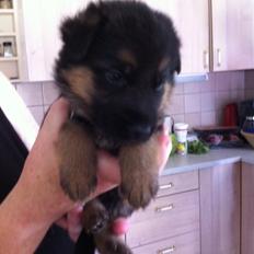 Schæferhund Nick