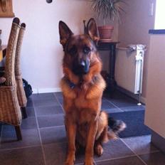 Schæferhund Nick