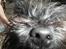 Cairn terrier Coco Kenobi Duquette