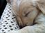 Blanding af racer Golden Retriver/Cocker Spaniel Manfred(Manse) - På vej hjem fra Jylland og der blev sovet!