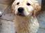 Blanding af racer Golden Retriver/Cocker Spaniel Manfred(Manse) - Bestemt en vandhund! Skulle lige med i brusebad