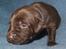 Labrador retriever ANTON - 2 uger