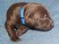 Labrador retriever ANTON - 2 uger