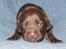 Labrador retriever KENTO - 2 uger