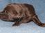 Labrador retriever KENTO - 2 uger