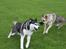 Siberian husky kato