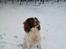 Engelsk springer spaniel White Aslan - Fryser du næsen?