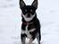 Chihuahua Chihuanas Blueberry Yum Yum - Evee - Evee d. 11/2 2013