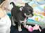 Chihuahua Chihuanas Blueberry Yum Yum - Evee - Lille hvalp <3