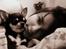 Chihuahua Chihuanas Blueberry Yum Yum - Evee - Morgenhygge <3