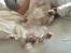 Welsh springer spaniel Flicka †