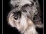 Dvaergschnauzer tulle