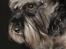 Dvaergschnauzer tulle