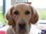 Golden retriever Tilde