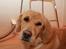 Golden retriever Tilde