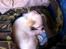 Chihuahua Cody - Tager en lur i toget:-).