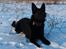 Schæferhund Nelly *AKA* Terroristen. - smuk og koncentreret:)