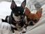 Chihuahua Chihuanas Flush of Hearts - Momo - Evee & Momo - mine to skønne piger <3 13/2 2013