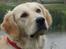 Golden retriever Tilde