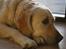 Golden retriever Tilde