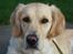 Golden retriever Tilde