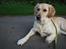 Golden retriever Tilde