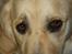 Golden retriever Tilde