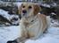 Golden retriever Tilde