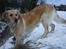 Golden retriever Tilde