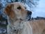 Golden retriever Tilde