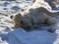 Golden retriever Tilde
