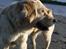 Golden retriever Tilde