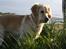 Golden retriever Tilde