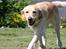 Golden retriever Tilde