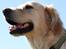 Golden retriever Tilde