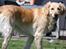 Golden retriever Tilde