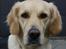 Golden retriever Tilde