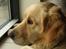 Golden retriever Tilde