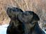 Labrador retriever Cody (Himmelhund)